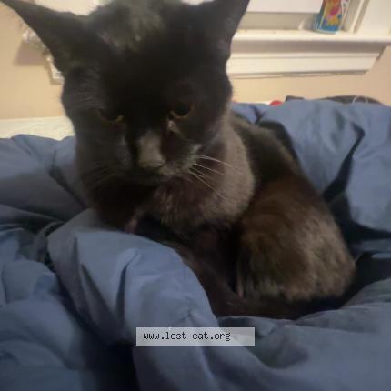 Photo 1/1 Michael Chat perdu à Eastlake