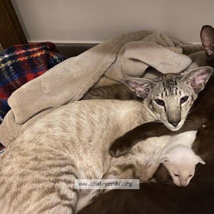Photo 3/3 Chat retrouvé Perdu à Aulnay Sous Bois