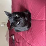 Photo de chat retrouvé à Boston