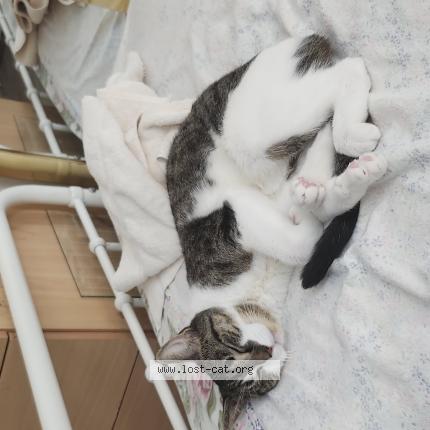 Photo 1/1 Luna Chat perdu à Jackson heights