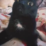 Photo de chat perdu à Ca