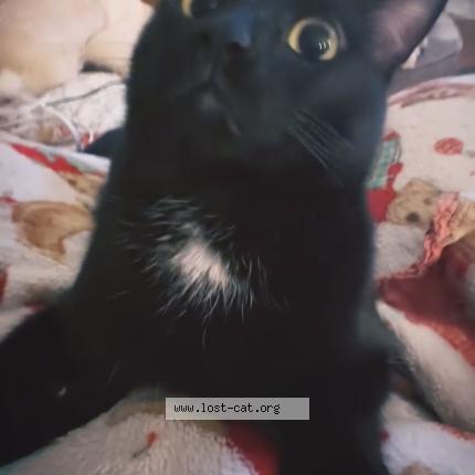 Photo 2/2 Thacky Binx Chat perdu à Ca