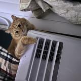 Photo de chat perdu à Auburn