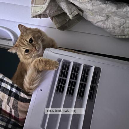 Photo 1/1 lion Chat perdu à Auburn