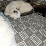 Photo de chat perdu à St Florent Des Bois