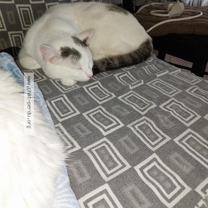 Photo 1/1 Chat retrouvé Perdu à St Florent Des Bois