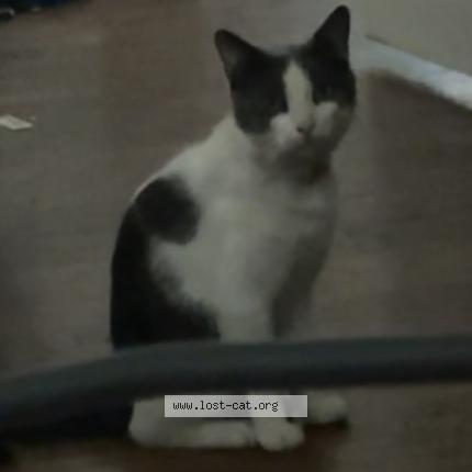 Photo 1/1 Roscho Chat perdu à Terre haute