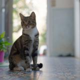 Photo de chat perdu à Heugueville Sur Sienne