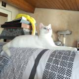 Photo de chat perdu à Niort