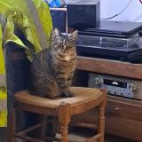 Photo de chat perdu à Saint Pierre A Champ