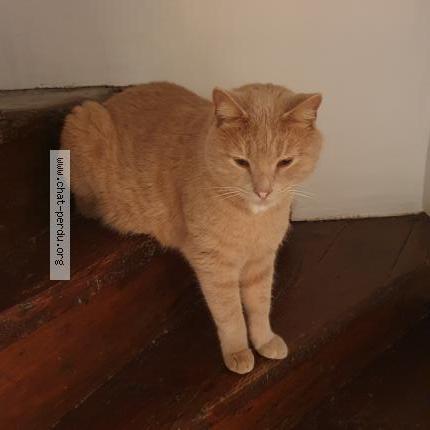 Photo 1/1 Rony Chat perdu à Beguey