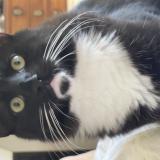 Photo de chat perdu à Paris