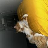 Photo de chat perdu à St Nicolas De La Grave