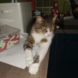 Photo de chat perdu à Villefontaine 38090