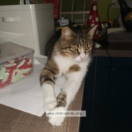 Photo 1/1 Chat retrouvé Perdu à Villefontaine 38090