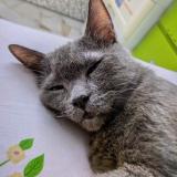 Photo de chat perdu à Singapore