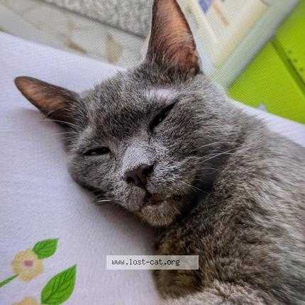 Photo 1/1 Coco Chat perdu à Singapore