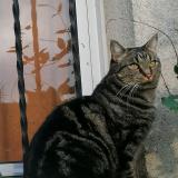 Photo de chat perdu à Bellevigne En Rablay Sur Layon