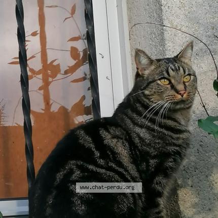 Photo 1/1 Chat retrouvé Perdu à Bellevigne en rablay sur layon