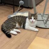 Photo de chat trouvé à Tourcoing