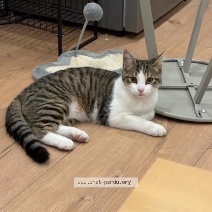 Photo 1/1 Chat retrouvé Trouvé à Tourcoing