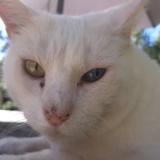 Photo de chat perdu à Sciez