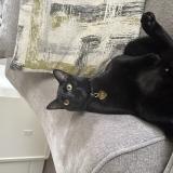 Photo de chat perdu à Fayetteville