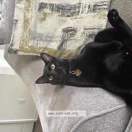 Photo 1/1 Noir Chat perdu à Fayetteville