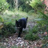 Photo de chat perdu à Dormans