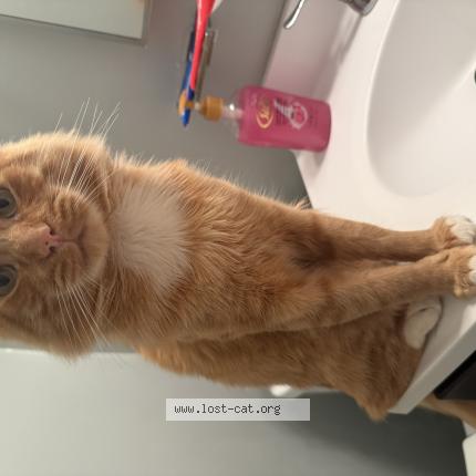 Photo 1/1 Mr cat Chat perdu à Newark