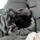 Photo de chat perdu à Limeil Brevanne