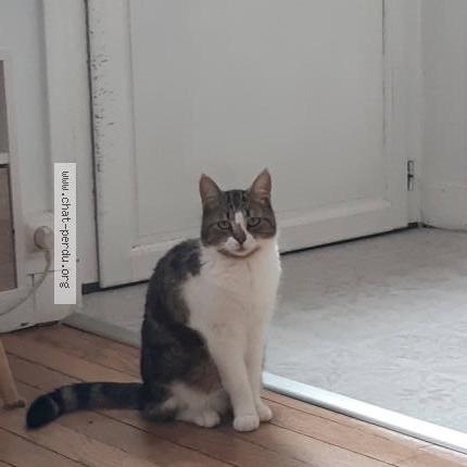 Photo 1/1 Ariane Chat perdu à Orleans