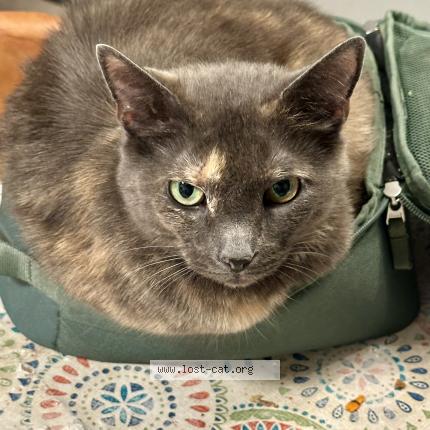 Photo 1/1 Callie Chat perdu à Johnson city