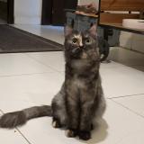 Photo de chat perdu à Islamabad