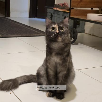 Photo 1/4 Gullu Chat perdu à Islamabad