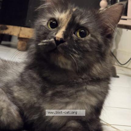 Photo 2/4 Gullu Chat perdu à Islamabad