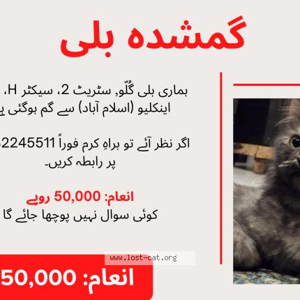 Photo 3/4 Gullu Chat perdu à Islamabad