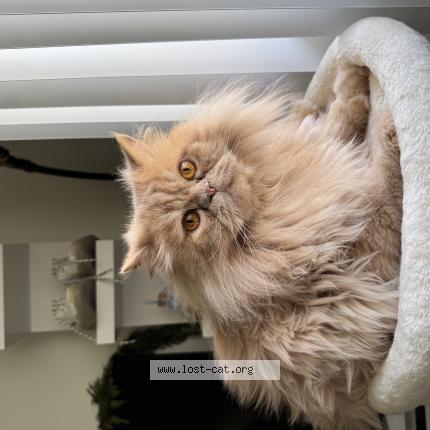 Photo 1/1 Chai Chat perdu à Fresno