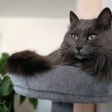 Photo de chat perdu à Pennautier