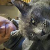 Photo de chat perdu à Tierce