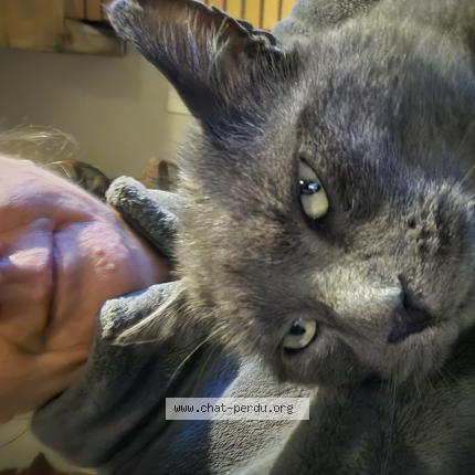 Photo de chat perdu à Tierce