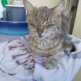 Photo de chat trouvé à Fontaine