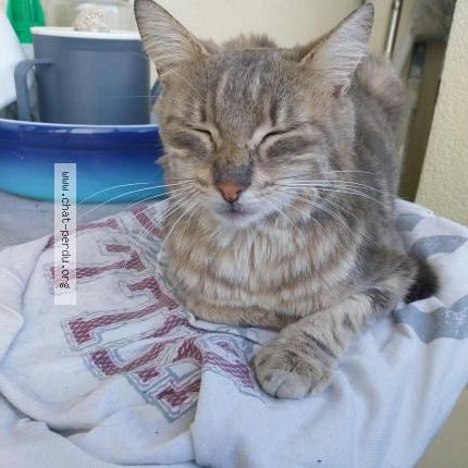 Photo de chat trouvé à Fontaine