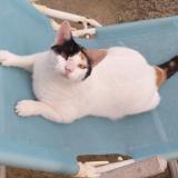 Photo de chat perdu à Lavaur France