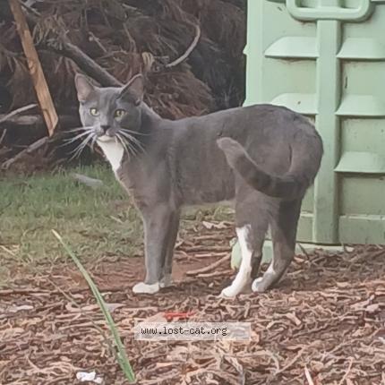 Photo 1/1 Tyson Chat perdu à Mcdonough