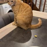 Photo de chat perdu à Pau