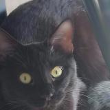 Photo de chat perdu à Neuville Sur Saone