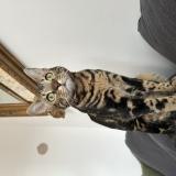 Photo de chat perdu à Narbonne