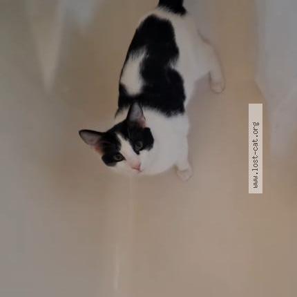 Photo 1/2 Momo Chat perdu à Laurel