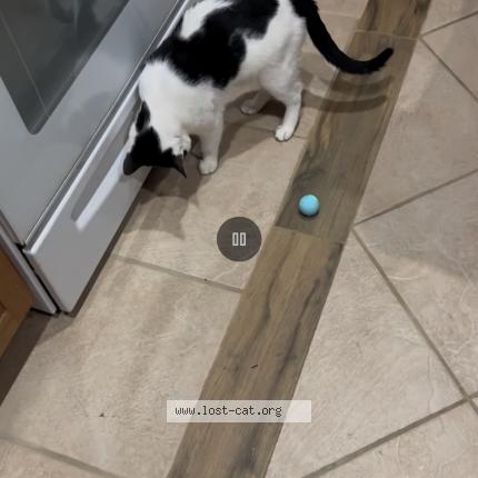 Photo 2/2 Momo Chat perdu à Laurel